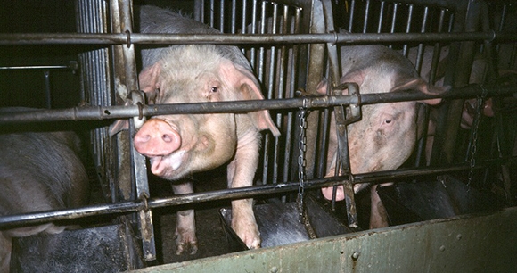 caged pigs